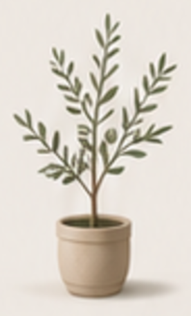 Potted olive tree